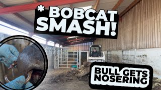 I Hit the Handling Pens with the Bobcat! 😬💥 Bull Gets a New Nose Ring & TB Test Success