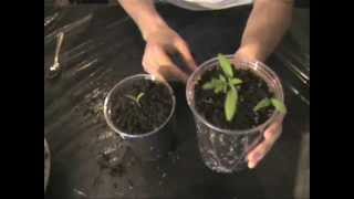 How to Transplant Your Seedlings