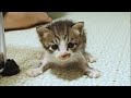 ミルクを発見した子猫が嬉しそうな顔でミルクに駆け寄る【赤ちゃん猫　保護猫】