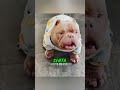 CACHORRO Robson já sabe a hora do ovo cozido só ouvindo o dono 🐶 #CACHORRO #Shorts 😂