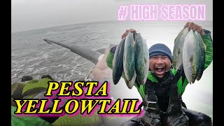 STRIKE TERUS....!!! BOIL SEHARIAN PENUH...!!! Pesta Yellowtail Di Jepang