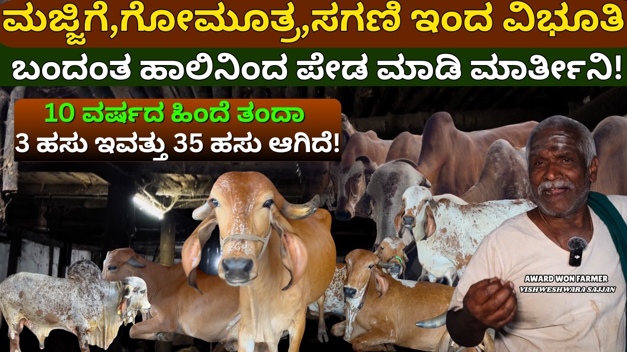 3 ಗಿರ್ ಹಸು ತಂದ್ವಿ 35 ಆಗಿದೆ ಈಗ|ಗೋಮೂತ್ರ, ಸಗಣಿಯಿಂದ ವಿಭೂತಿ ತಯಾರಿಸಿ ಮಾರ್ತೀವಿ|vishweshwara sajjan EP-04