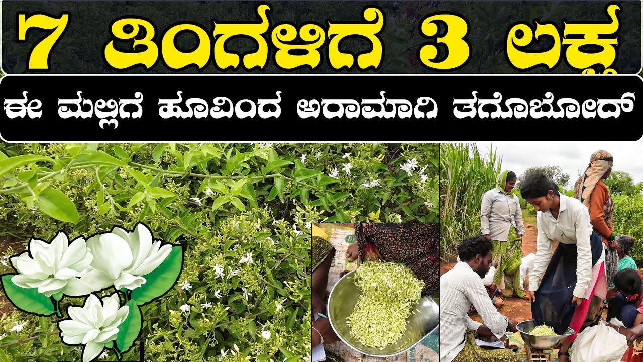ಮಲ್ಲಿಗೆ ಹೂವಿನ ತೋಟದಿಂದ 30 ಮಂದಿ ಹೊಟ್ಟೆ ತುಂಬ್ತೀದೆ |  ಕೆಜಿಗೆ 800 ವರೆಗೂ ದುಡ್ಡು ಸಿಗುತ್ತೆ | Jasmine flower