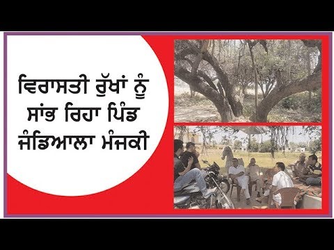 Village Jandiala Manjki is saving the heritage trees