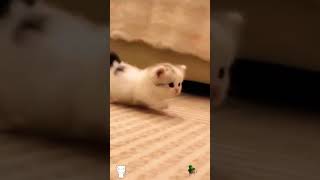 #CuteCats#FunnyCats#CatVideos#CatsOfYoutube#AdorableCats#CatLovers#Meow#CatLife#KittenVideos