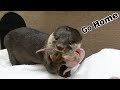 【カワウソ赤ちゃん】兄妹サンドウィッチ！Baby Otters Sandwich!!!【Mari's Story】