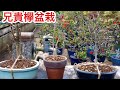 刺激を与える欅盆栽の植え替え・剪定・肥料のあげ方・矢島清芳園@tane.bonsai