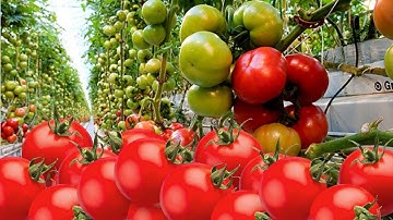 WOW! PERTANIAN TOMAT HYDROPONIC CANGGIH... #Berkebun Bersama Tanaman Tomat Skala Besar Eps#19