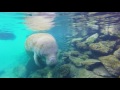 Swim with Manatees