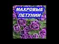 МАХРОВЫЕ АМПЕЛЬНЫЕ ПЕТУНИИ.