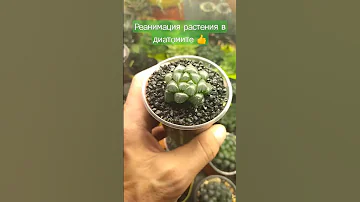 Реанимация растения в диатомите 👍🌵