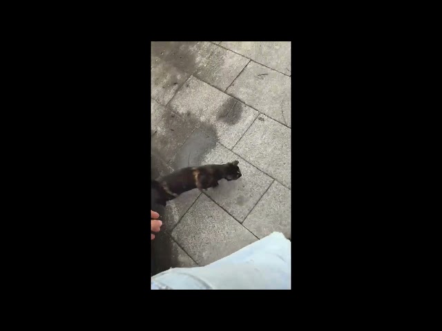 Found a cat today and tried to communicate with it. I think I bothered it.????