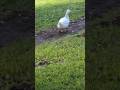 Freedom the Parrot Squeaks to Pekin Duck Waddling on Dirt Path in Yard! Oviedo, Florida