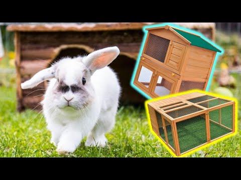 Video: Come Nutrire Un Coniglio Decorativo
