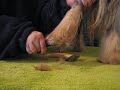 Trimming of the the feet furnishings of a Hairless Chinese Crested