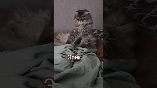 Эрик и Ватсон. Спокойной ночи #короткиевидео #catvideos #shortsvideo #cat #красиваямузыка