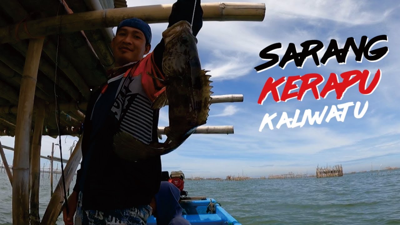 PANEN..!! SPOT MANCING IKAN KERAPU DI KALIWATU SEMARANG 