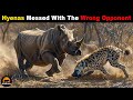 10 Times When Hyenas Messed With The Wrong Opponent