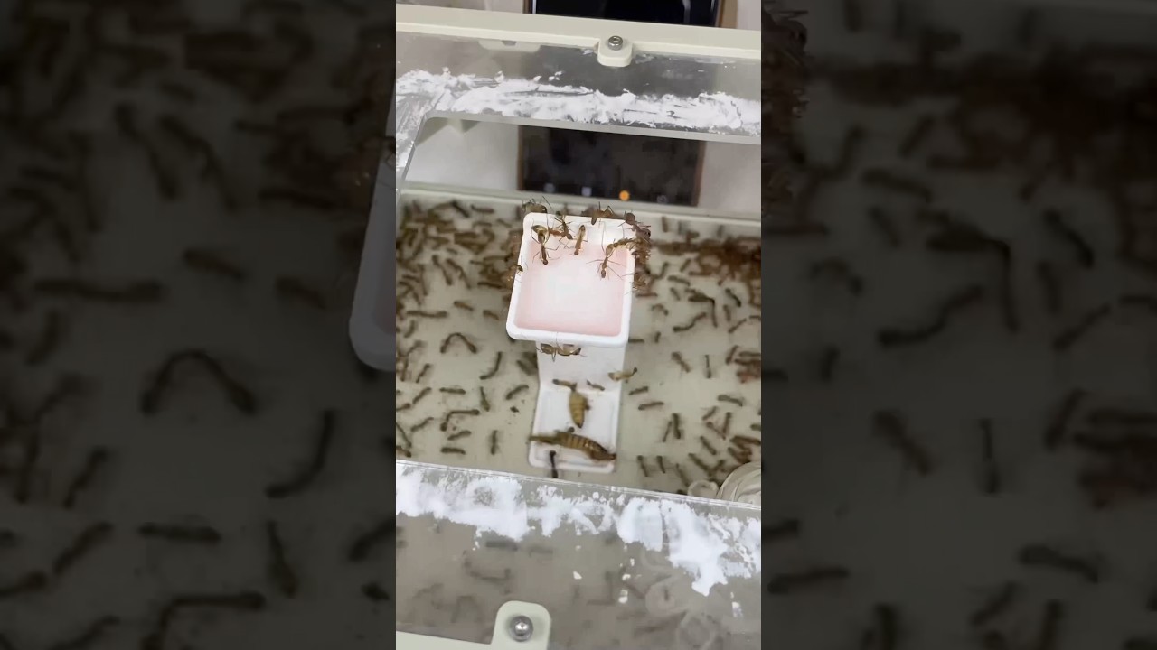 J’ai testé la tour de Fourmis Shop