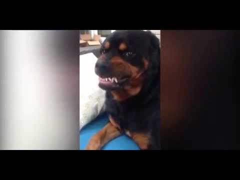rottweiler-shows-owner-his-'mean-ugly-face'-on-command