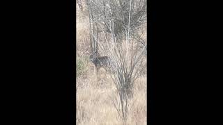 Split Brow Coues Buck Stares Down Spike