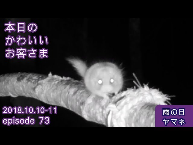雨の日ヤマネ トレイルカメラで野鳥小動物観察 八ヶ岳別荘本日のかわいいお客さま Ep73 18 10 10 Youtube