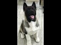 American akita jazz kimi ukraine