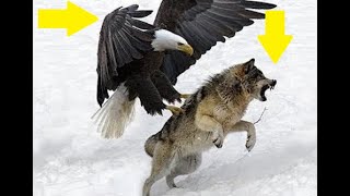 Most Amazing Eagles Attacks Eagle Attacking Wolf, Eagle Vs Wolf