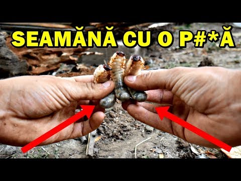 Video: Viermi De Vezică La șobolani