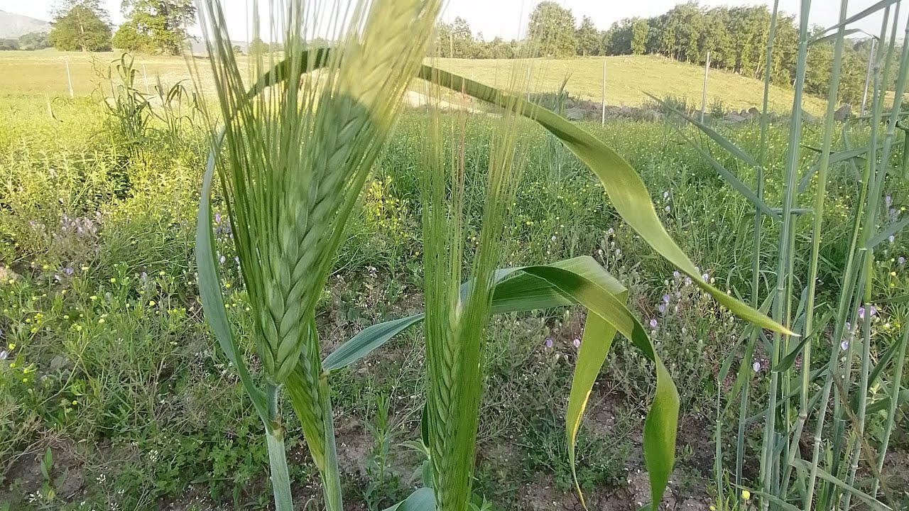 Aronya Fidanlarımız Kardeşleme Yapmaya Başladı