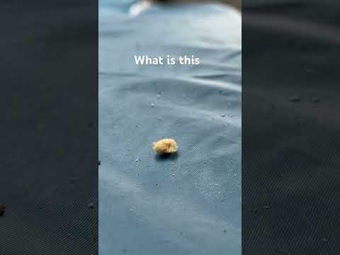 What is this