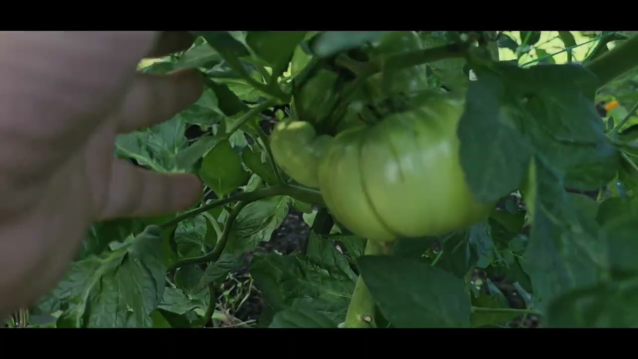 Lehet-e fák árnyékában kertészkedni?