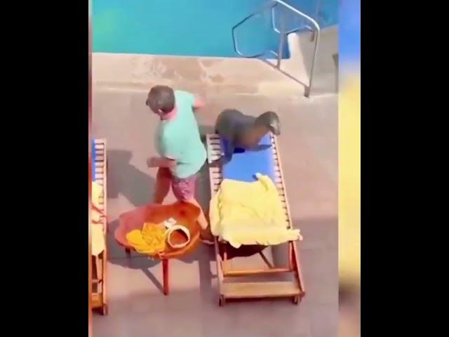 Smart Seal 🦭🐕‍🦺 #seal #smart #shorts #dog #funny - YouTube