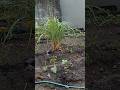 My Kitchen Garden at Two Weeks Old
