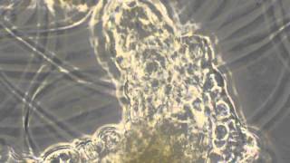 Tardigrade (Water Bear) Microscopic Examination Phase Contrast