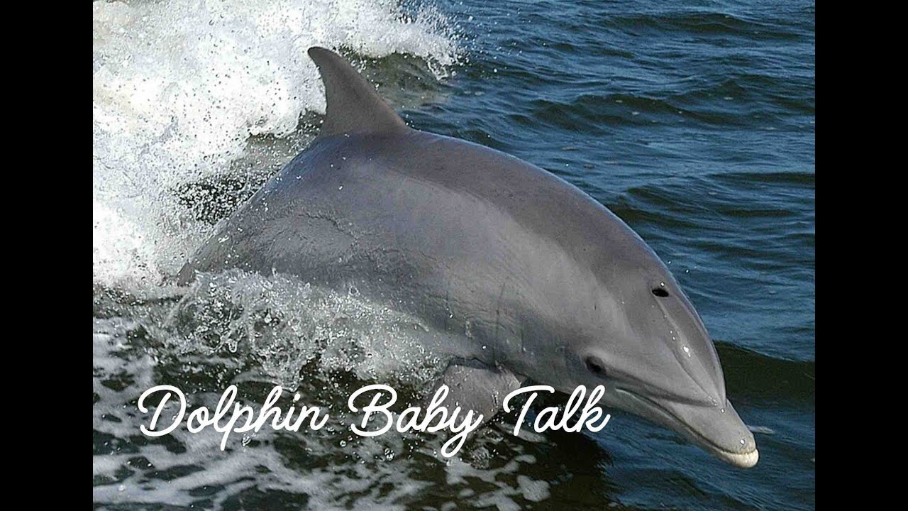 Dolphin Baby Talk