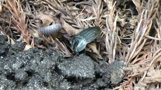 Japanese Carrion Beetle Eats Dung of Japanese Raccoon Dog by sigma1920HD 198 views 12 days ago 41 seconds