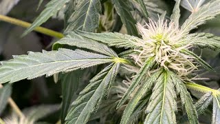 Mephisto geneticts! grow update: day 41 week 2 of flower! in the AC Infinity tent/4 autopot system