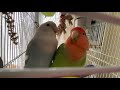 Checking in with rosie and blue lovebirds