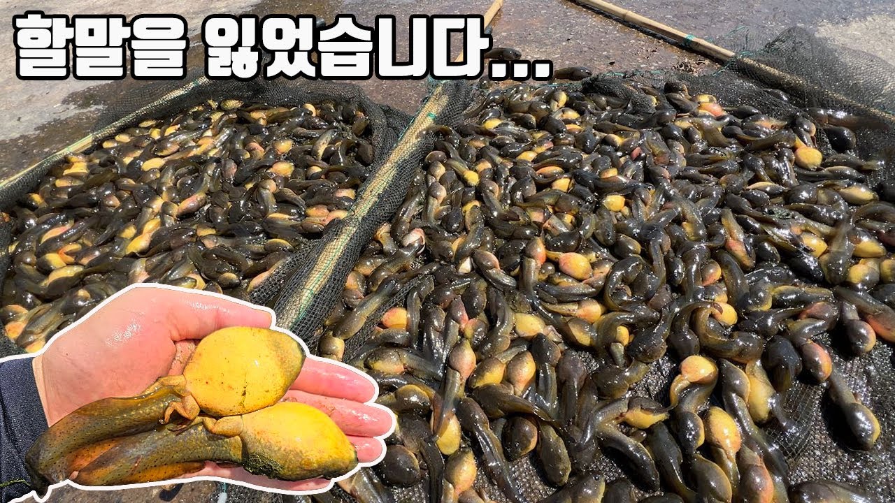 ※충격! 생물유튜버 5년동안 이런 미친 하천은 처음입니다...괴물같은 크기의 올챙이들이 하천을 뒤덮어버렸네요 ㄷㄷ