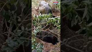 നിലമ്പൂർ കരുളായി പാലാങ്കരയിൽ ആന കിണറ്റിൽ വീണു ജെസിബി ഉപയോഗിച്ച് രക്ഷപ്പെടുത്തി