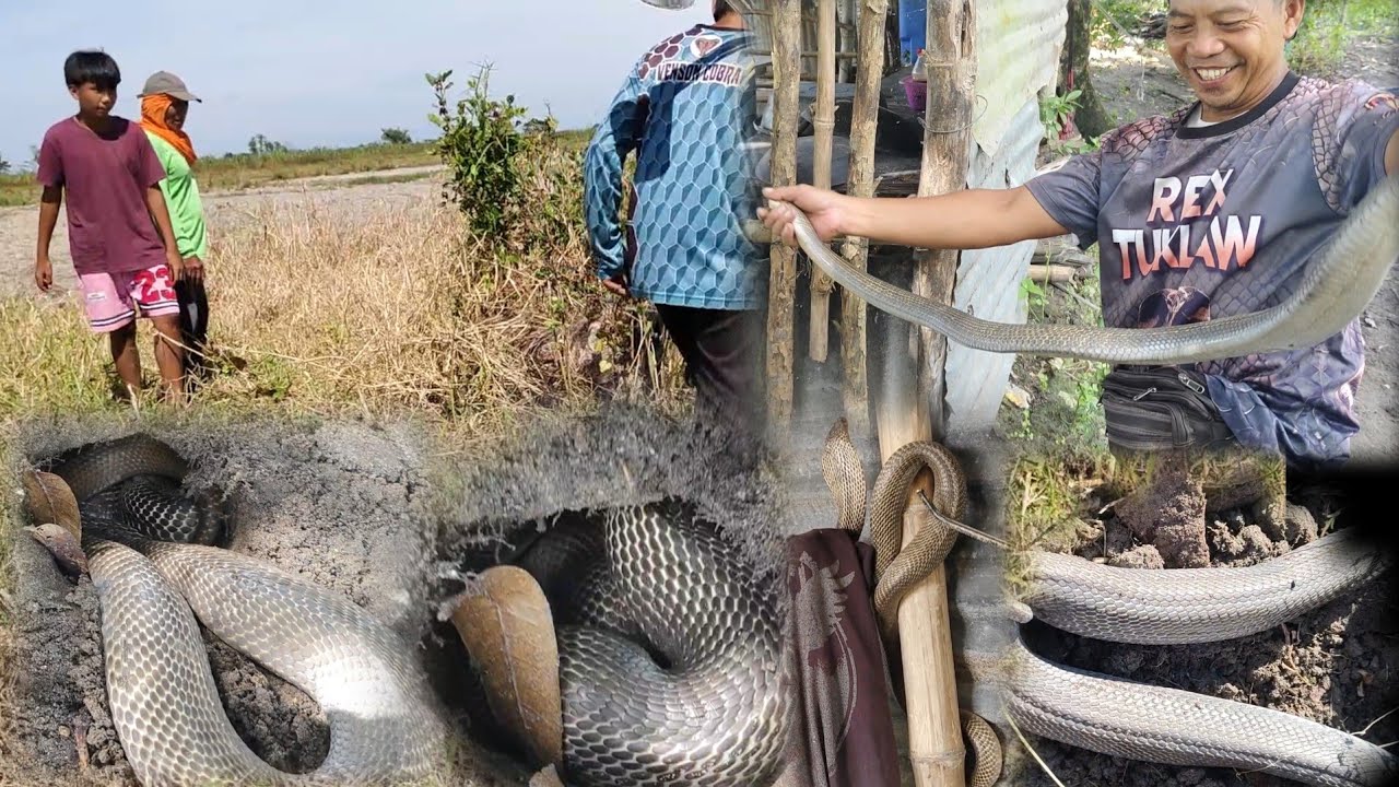 Isang katutak na cobra ang namahay sa bakuran at kubo ni mang jessie