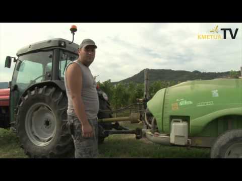 Video: Gniloba Na Grozdju (14 Fotografij): Kako Izgleda Siva, Bela In črna? Kaj Storiti? Proti Temu Se Borite Z Zdravili In Ljudskimi Zdravili