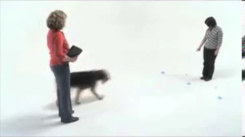 How clever's your pooch  Test your dog's IQ with Dognition