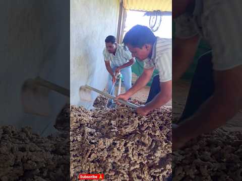 Indian spectacle Cobra rescue 🐍#short #viral #wildlife #snake #trendingshorts #cobra #animal