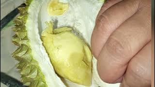 Mantap Makan Durian Lokal Sepuasnya Yang Matang Di Pohon