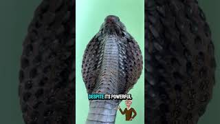 King Cobra Facts  Ophiophagus hannah – Deadly &amp; Longest Venomous Snake Explained
