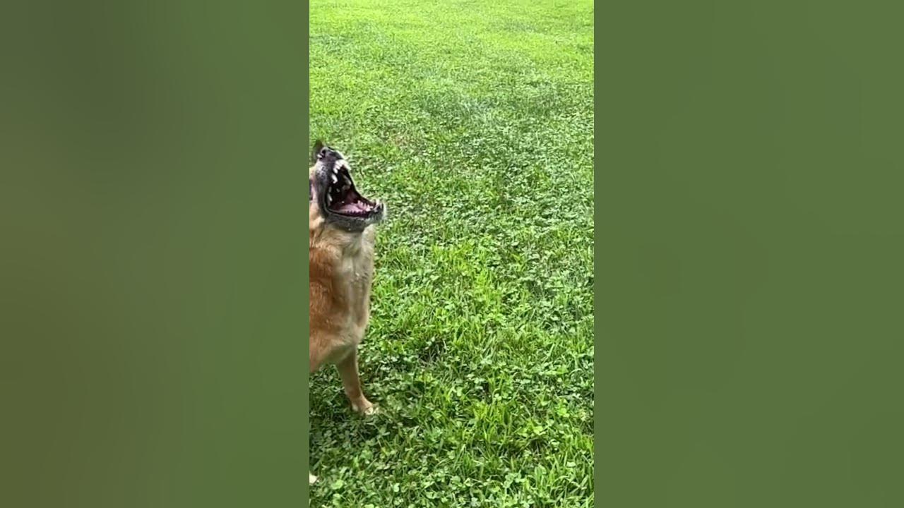 How my dog drinks water🤣🤣🤣 YouTube