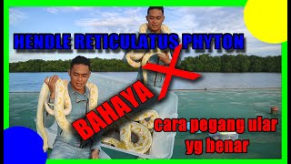 PEMULA WAJIB TAU‼️cara memegang ular yg aman #TIPS