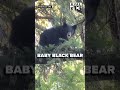 Bear cub spotted wandering Coquille neighborhood